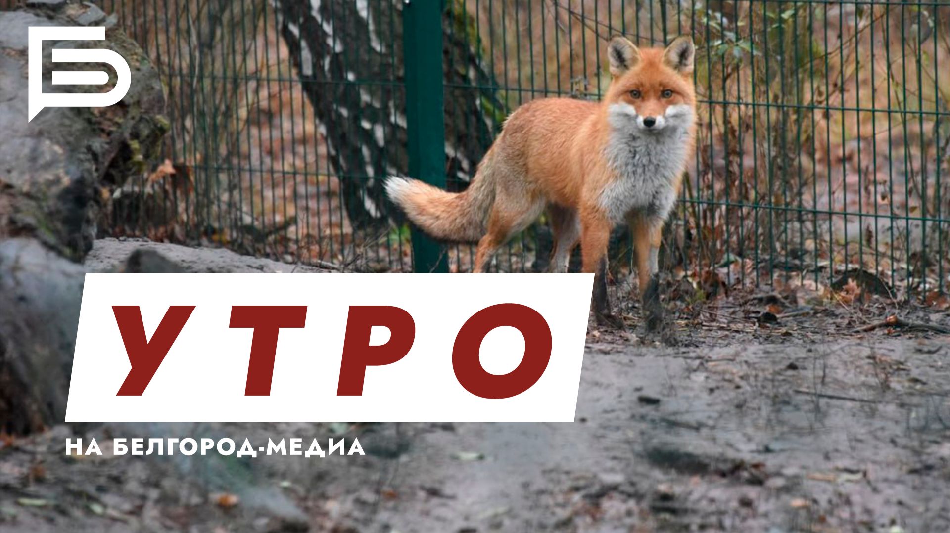 Утро Белгорода смотреть онлайн