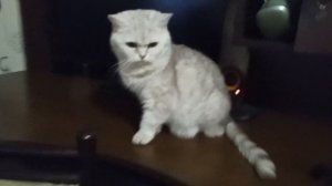 Эдит кошка бэла