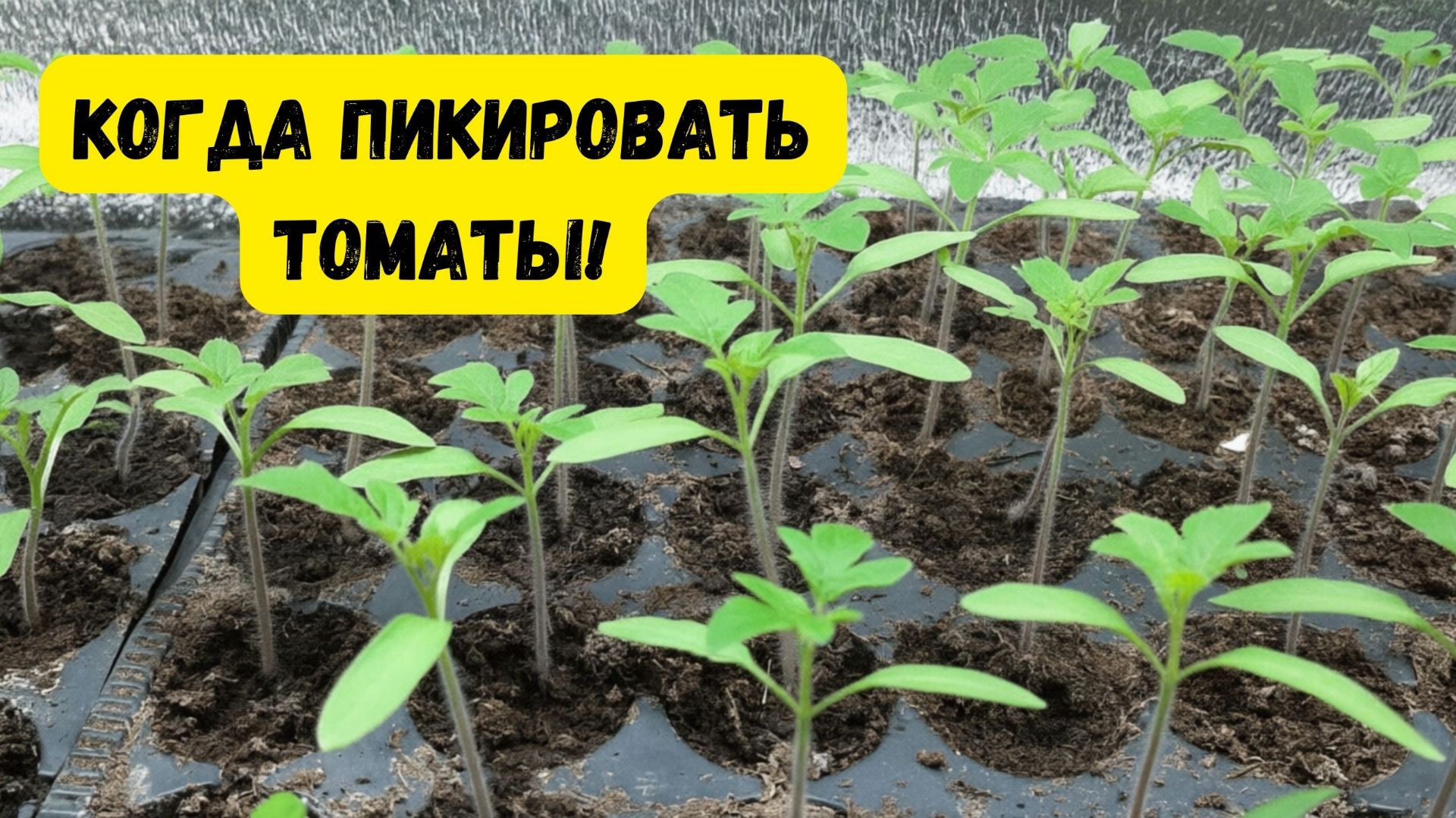 Точные признаки, что рассаду томатов пора пикировать! смотреть онлайн
