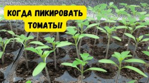 Точные признаки, что рассаду томатов пора пикировать!