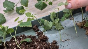 ЛОФОС.КАК УКОРЕНИТЬ ЛОФОС.