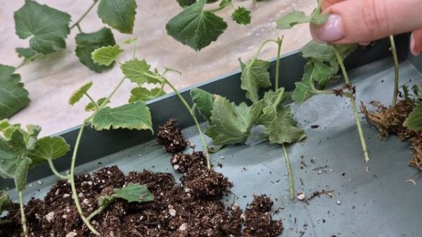 ЛОФОС.КАК УКОРЕНИТЬ ЛОФОС.