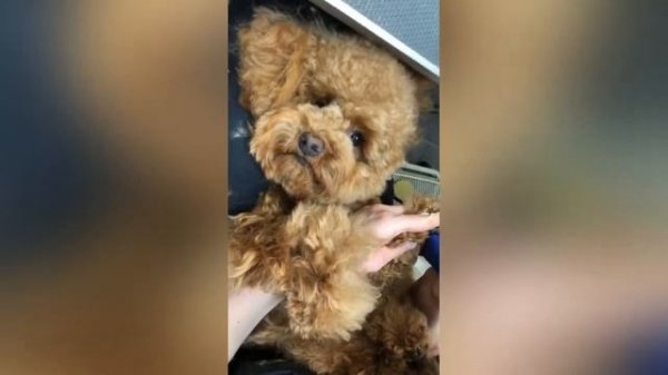 Груминг красавца мальтипу в Puffy