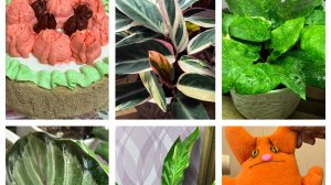 И шьем и кулинарим!