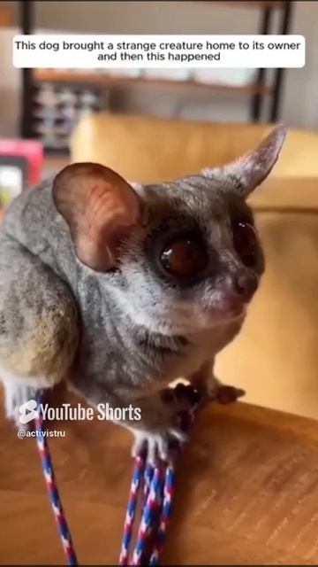 Милое видео...галаго))) #галаго #животные #примат #крыска #милыеживотные #глаза #приятноевидео смотреть онлайн