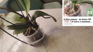 Бабочка Minsk и El. Lava. Со вкусом формируем цветоносы.