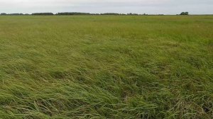 Ветер в степи