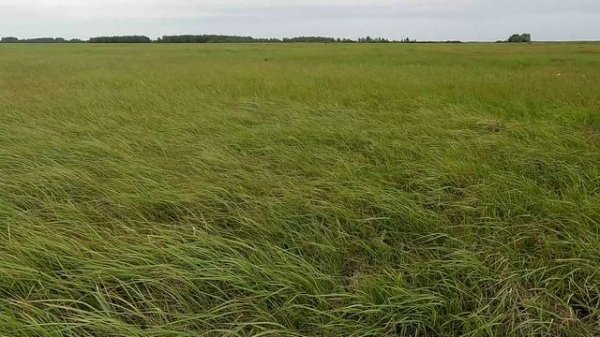 Ветер в степи