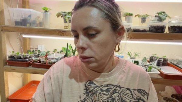 Купила фиалки.Нереально красивые фиалки.