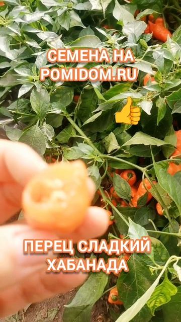 Посадите этот сорт сладкого перца в 2026 году для наслаждения его вкусом! #рассада смотреть онлайн
