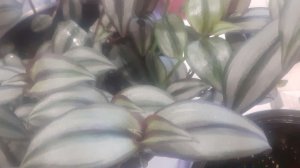 12.02.2026 Пикировка Мимозы, перевалка Сальвии. результат перевалки перцев.