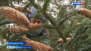 ГТРК СЛАВИЯ Акция по сбору хвойных шишек 12.02.26