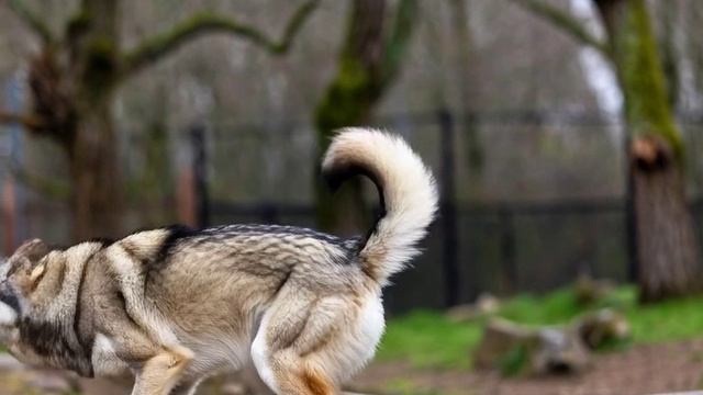 весёлый волк