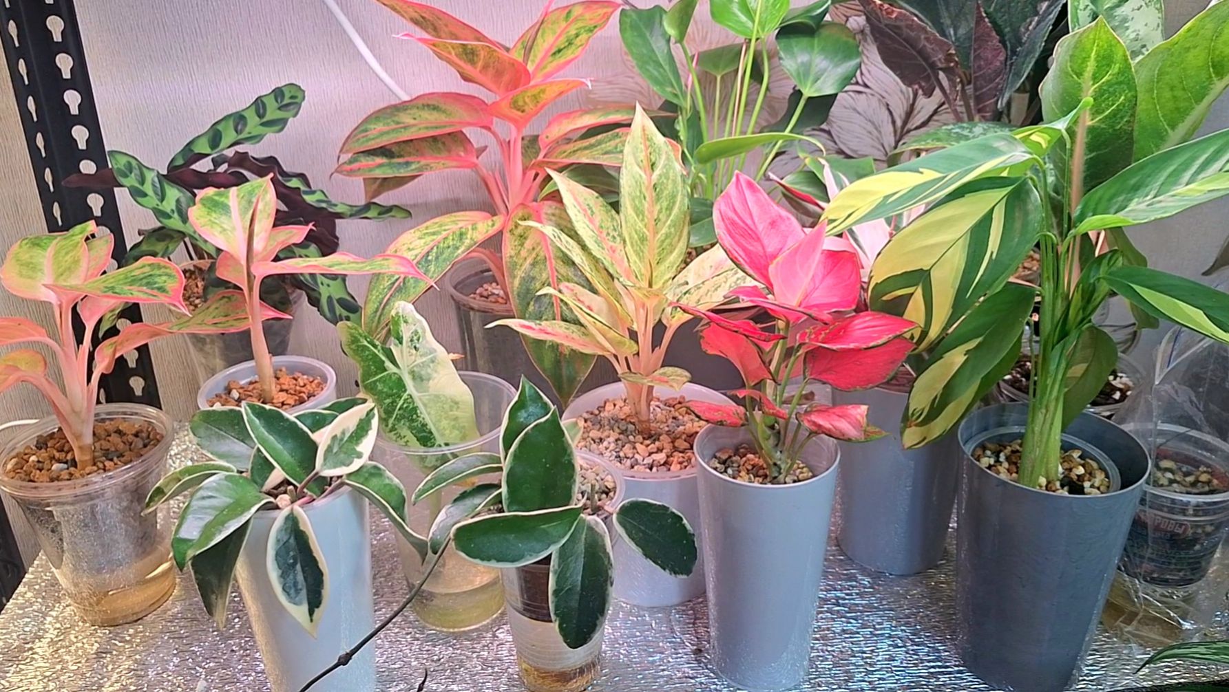 Пересадка черенков и цветочные новости смотреть онлайн