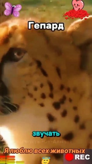 Животные приколы и не только😅