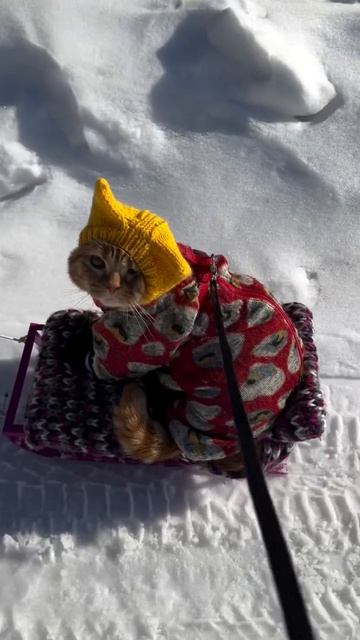 котоснежник