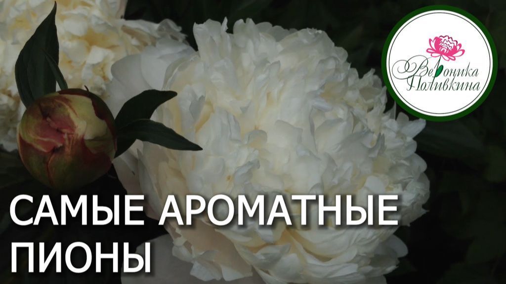 САМЫЕ АРОМАТНЫЕ ПИОНЫ