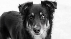 Песня про собаку. Мой верный друг.