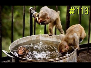 ПРИКОЛЫ С ЖИВОТНЫМИ / Смешные коты / Собаки / Смешные животные #113