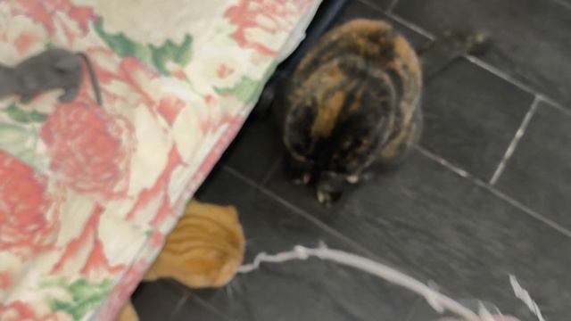 Нюша, Симба и моя болтовня😀 смотреть онлайн