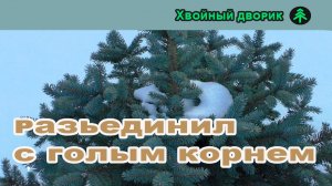 Разъединил с голым корнем ель голубую. Растёт.