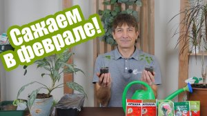 Посадки февраля: посев на рассаду и пересадка комнатных растений