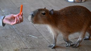 В России зафиксировали дефицит капибар