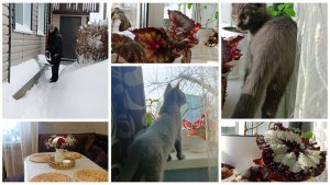 Снова метёт. Снёс все бегонии напрочь. Уход в моих домашних условиях.