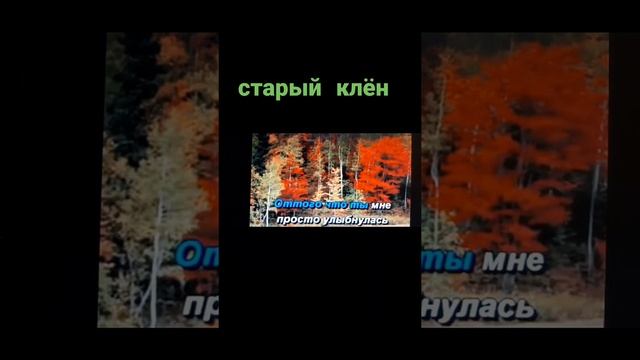 Старый клён