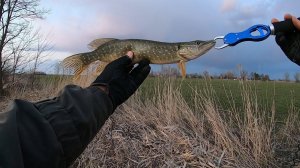 Рыбалка на спиннинг 28.03.2021. Два рыбака и много активной щуки!!!