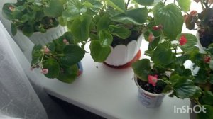 /139/. Жизнь в деревне.Освободила стелаж от черенков.Заставила всё окна цветами.