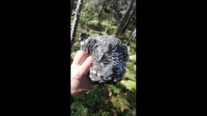 УДАЧНАЯ ОХОТА ПО УТКЕ.