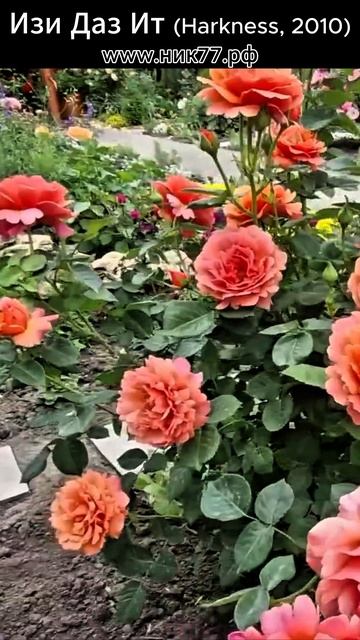 РОЗА ИЗИ ДАЗ ИТ (Steinfurther Abendsonne ®, Firestar)