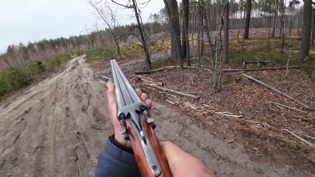 ОХОТА на ЛОСЯ загоном с ЛАЙКАМИ. Зверя много, стреляем всё что попадется. смотреть онлайн