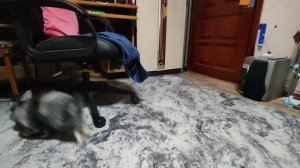 Немного кроликов на помешает 🔥👍❤🐰🐇