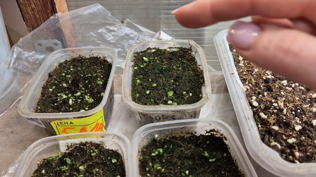 ПОЯВЛЯЮТСЯ НОВЫЕ ВСХОДЫ ЦВЕТОВ. смотреть онлайн