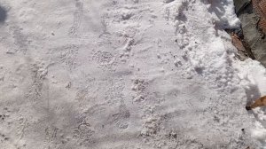 печка топится и воробьи рядом