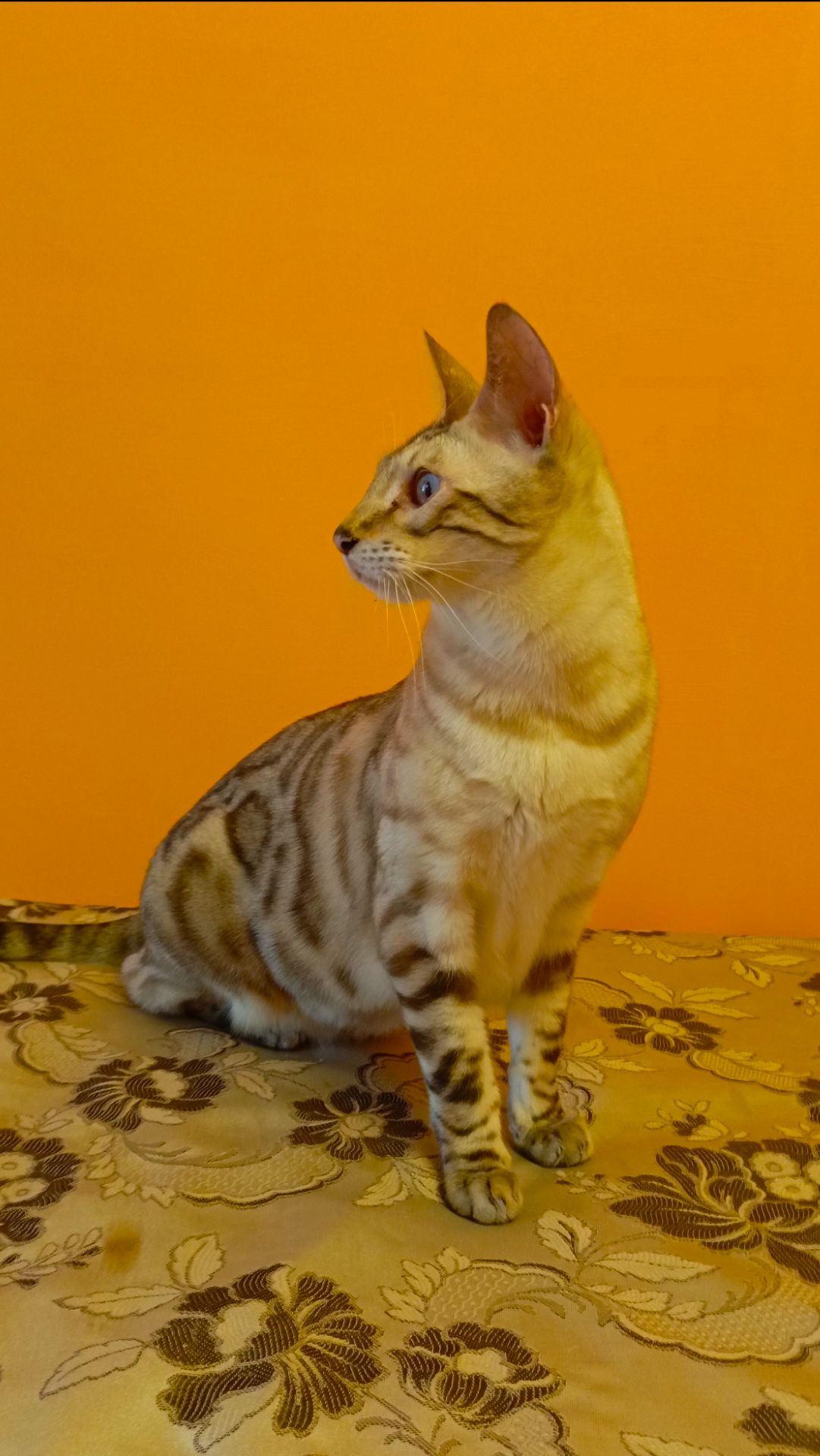 Котик красавчик. смотреть онлайн