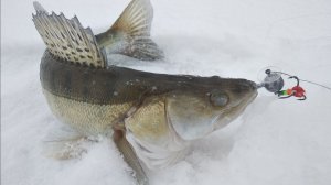 Один за другим. Судак на подлёдный джиг.