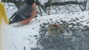 Чечетка со снегирями