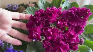 Фиалки. Весенний запуск на цветение + обзор сортов