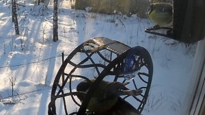 Шар-Синица и Шар-Лазоревка добывают семечку