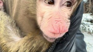 Куда делась Анфиса? УБЕЖАЛА? ПРОДАЛИ? УМЕРЛА???