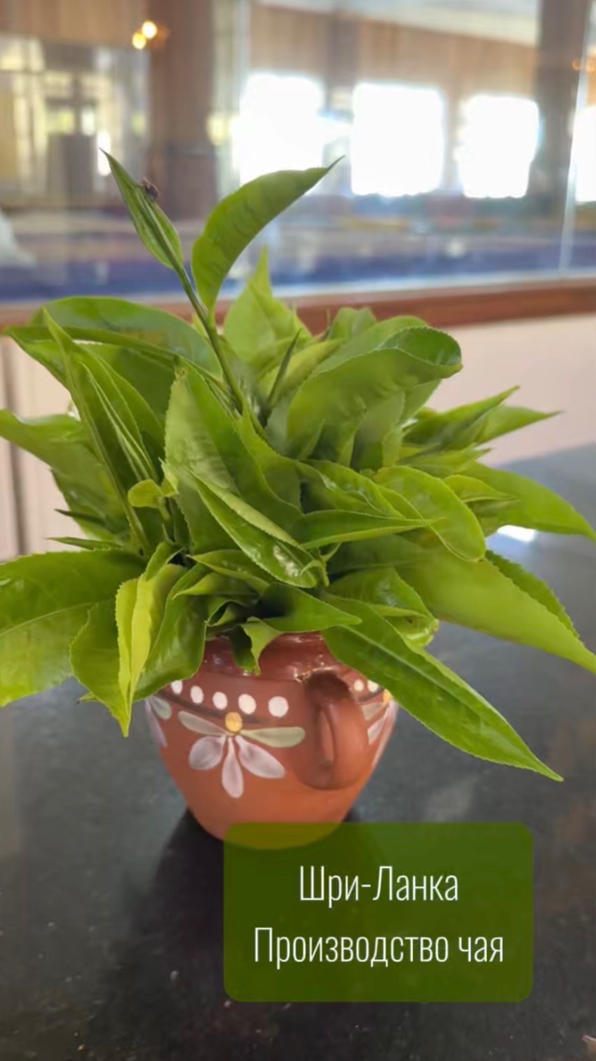 Производство чая, Шри-Ланка