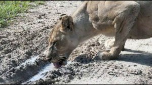 Русские в Африке