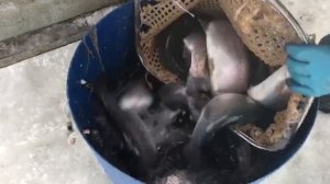 привоз новой партии форели