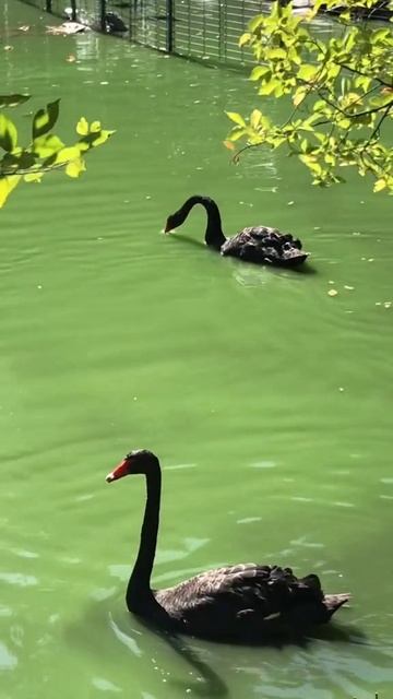 ЛЕТО,Ростовский зоопарк смотреть онлайн