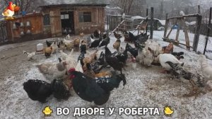 Содержание кур в домашних условиях и других птиц во дворе у Роберта 🐣🐤🦆🐔🪿🦃 (416)