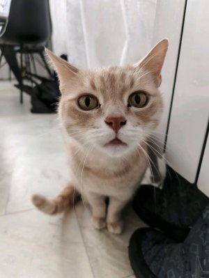 какие трюки я умею делать