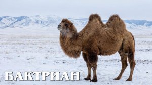 Бактриан: Двугорбый Корабль Пустыни | Интересные факты про верблюдов